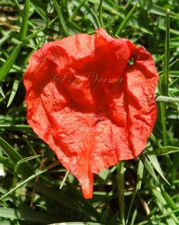 Petal